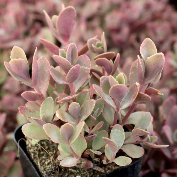 5 Live Perennial Sedum SunSparkler® 'Firecracker' Stonecrop Plants Flowers - Picture 3 of 7